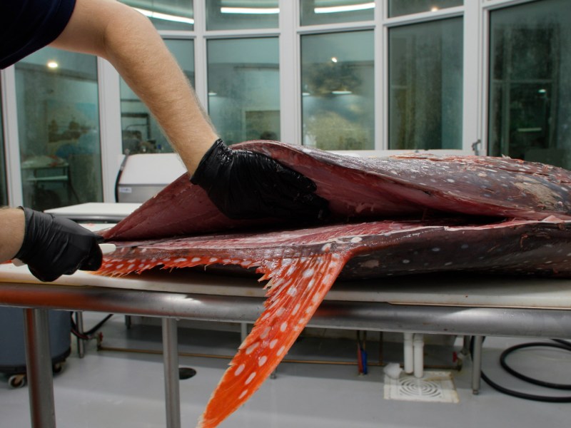 Working toward the spine, lifting opah fillet with a flat palm.