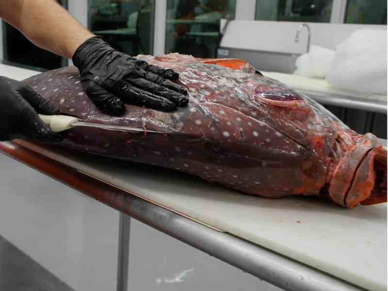 Slide the knife toward the head of the opah