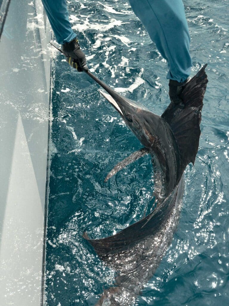 Billfish at the boat