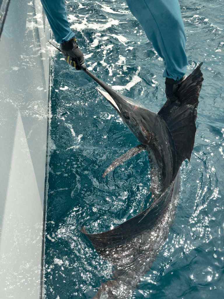 Billfish at the boat