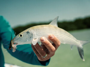 Bonefish caught on the Belize flats
