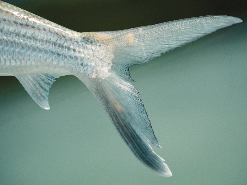 Bonefish caught in Belize