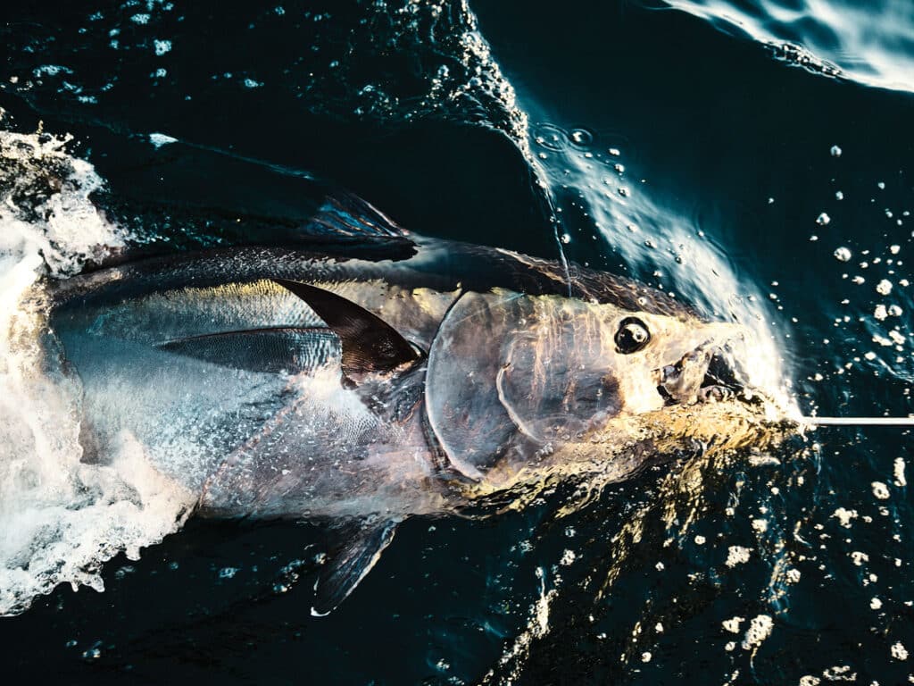 Bluefin tuna being tagged in Ireland