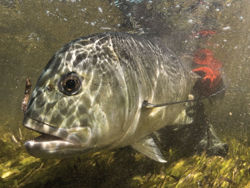 Giant trevally being released