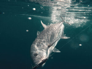 Giant trevally on the hook
