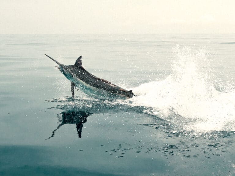 Billfish jumping out of the water