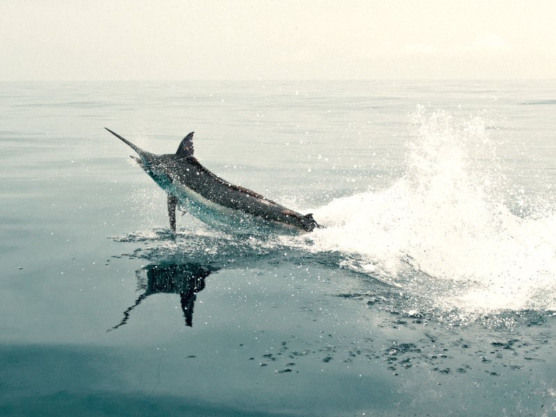 Billfish jumping out of the water