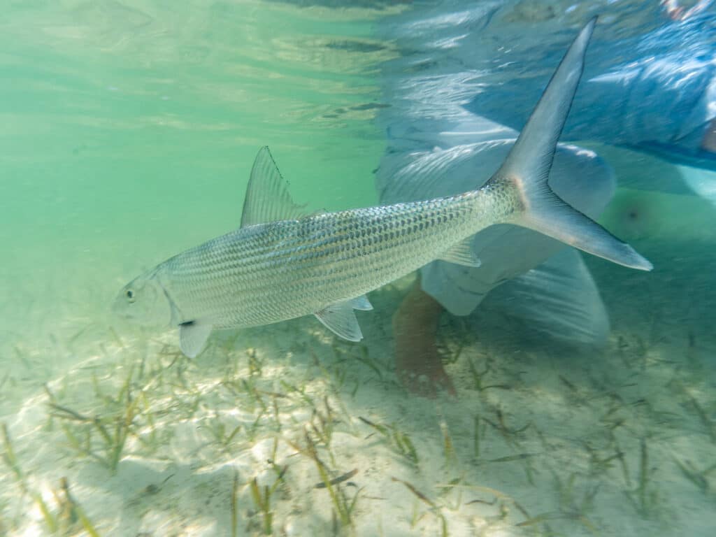 Tagged Florida bonefish release.