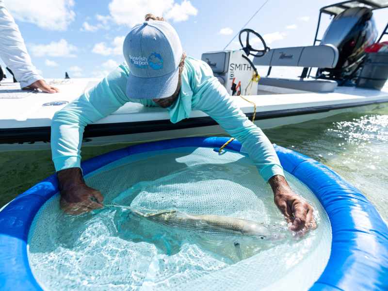 Measuring a tagged Florida bonefish.