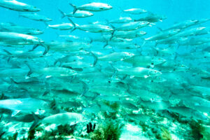 Bonefish pre-spawn aggregation