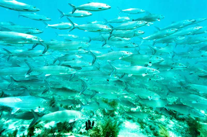 Biscayne Bay Bonefish Pre-Spawning Aggregation__ CREDIT IAN WILSON Bonefish pre-spawn aggregation