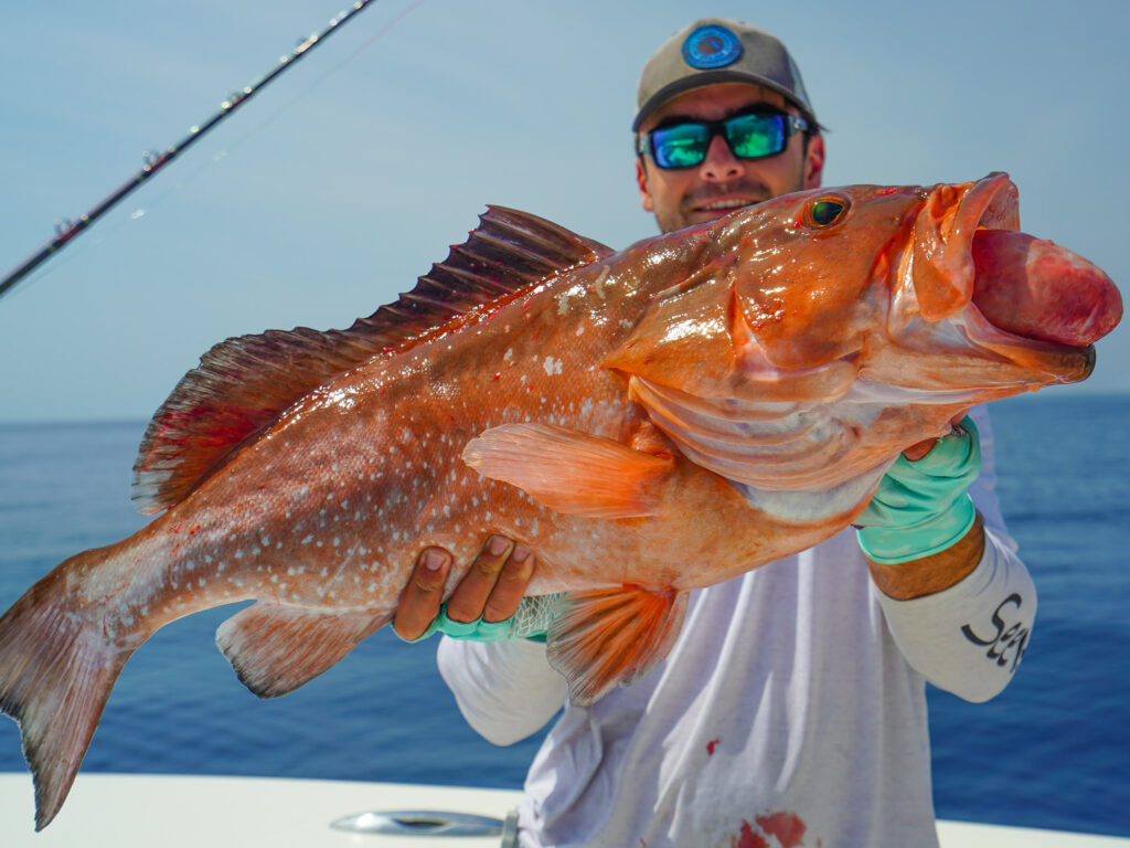 Gulf of America red grouper.