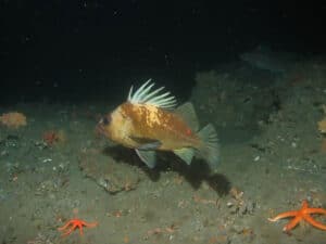 California rockfish