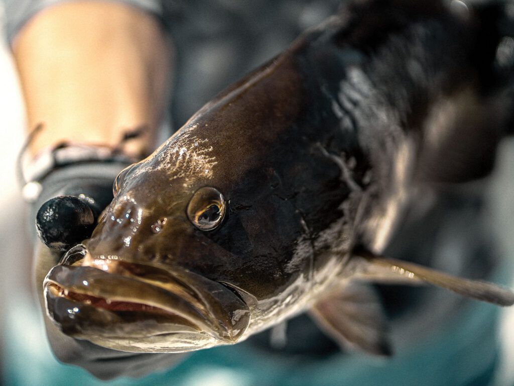 Angler holding a gag grouper