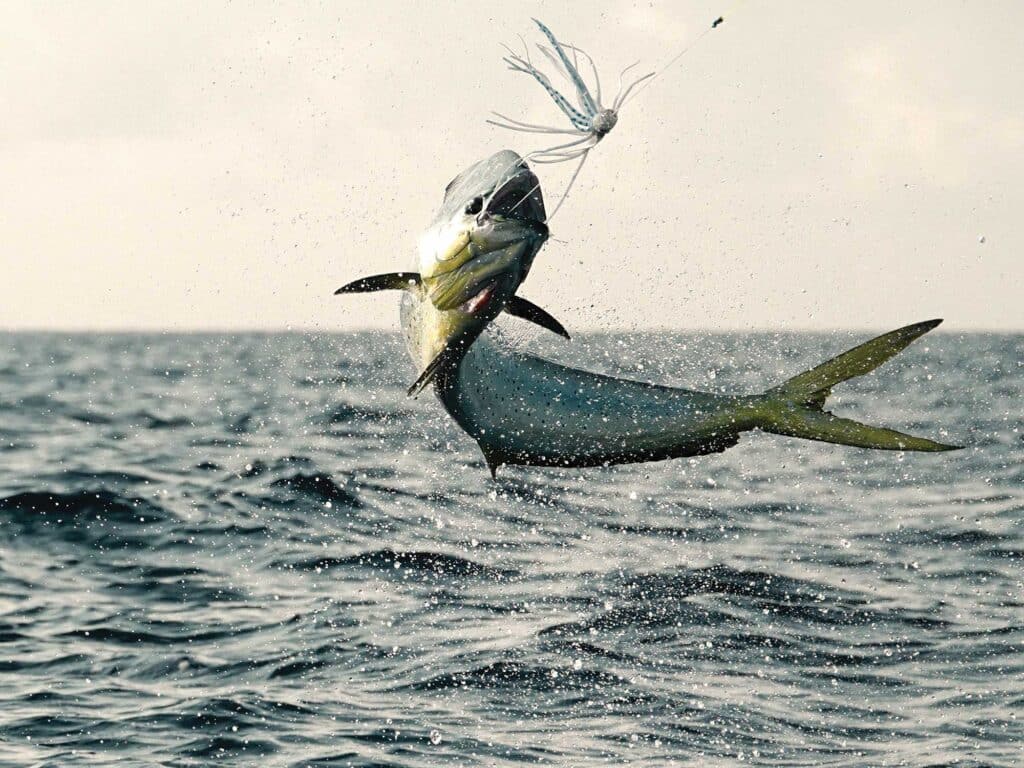 Mahi jumping out of the water
