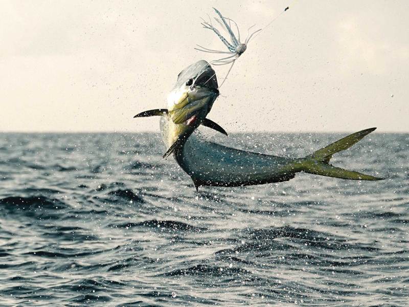 Mahi jumping out of the water