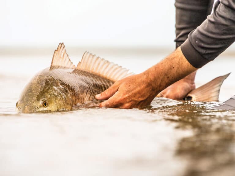 Large redfish caught in Cape Hatteras
