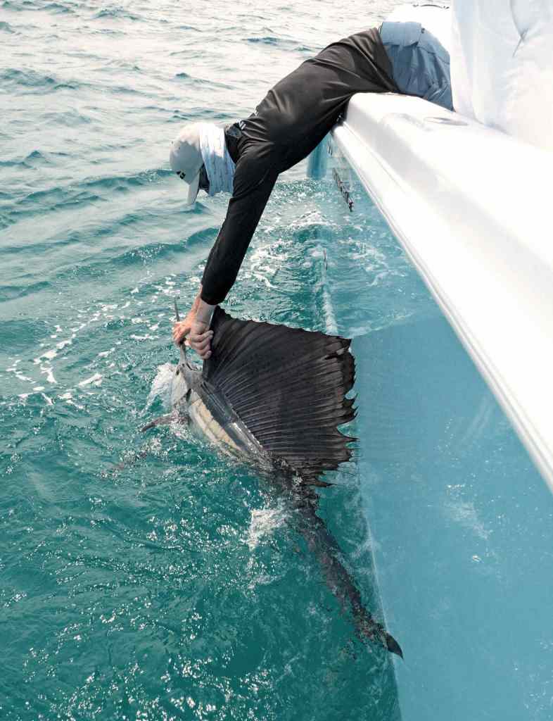 Sailfish caught using a kite