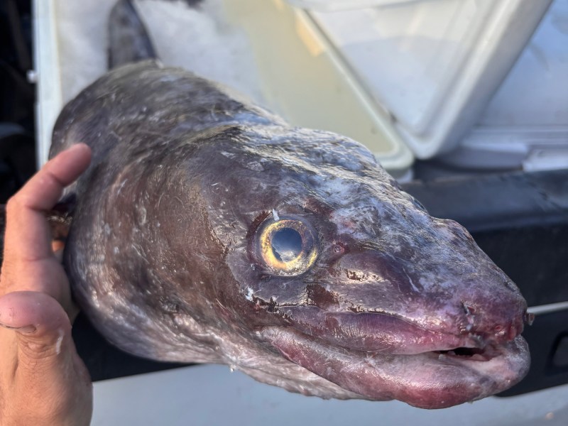 Conger_Eel_Face Mississippi state record conger eel.