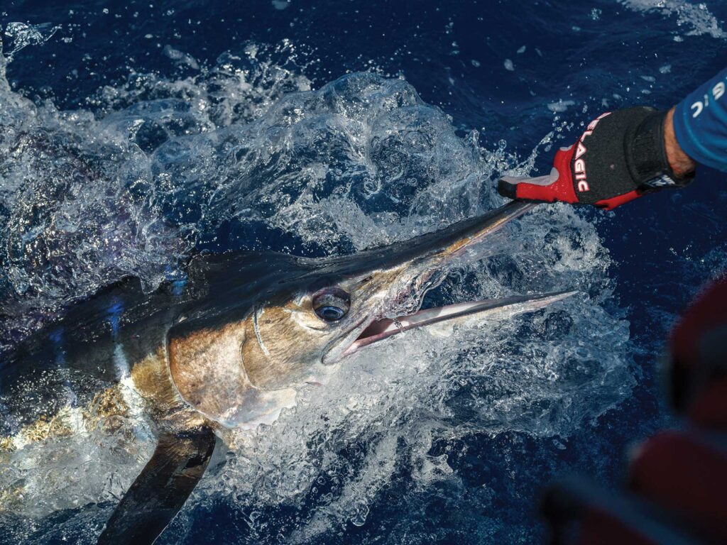 Striped marlin caught in Cabo