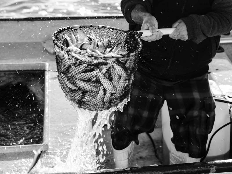 Grabbing live bait
