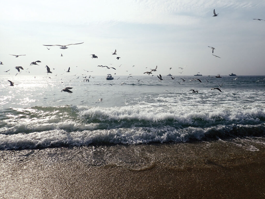 Birds diving on bait