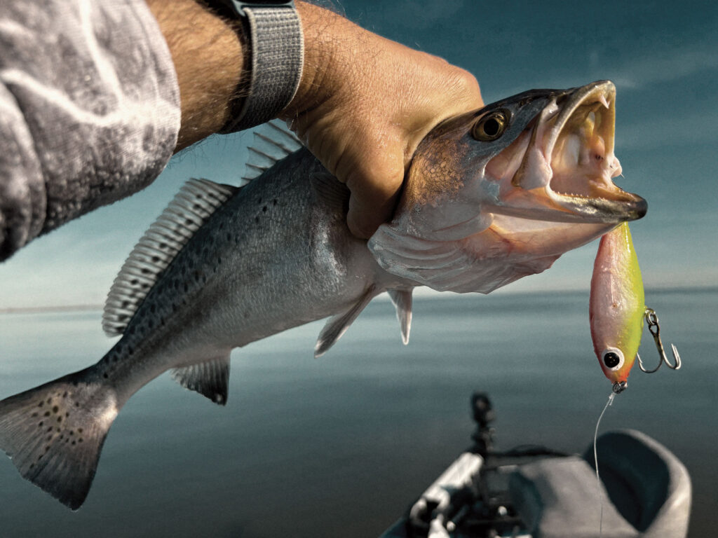 Speckled trout caught on a lure