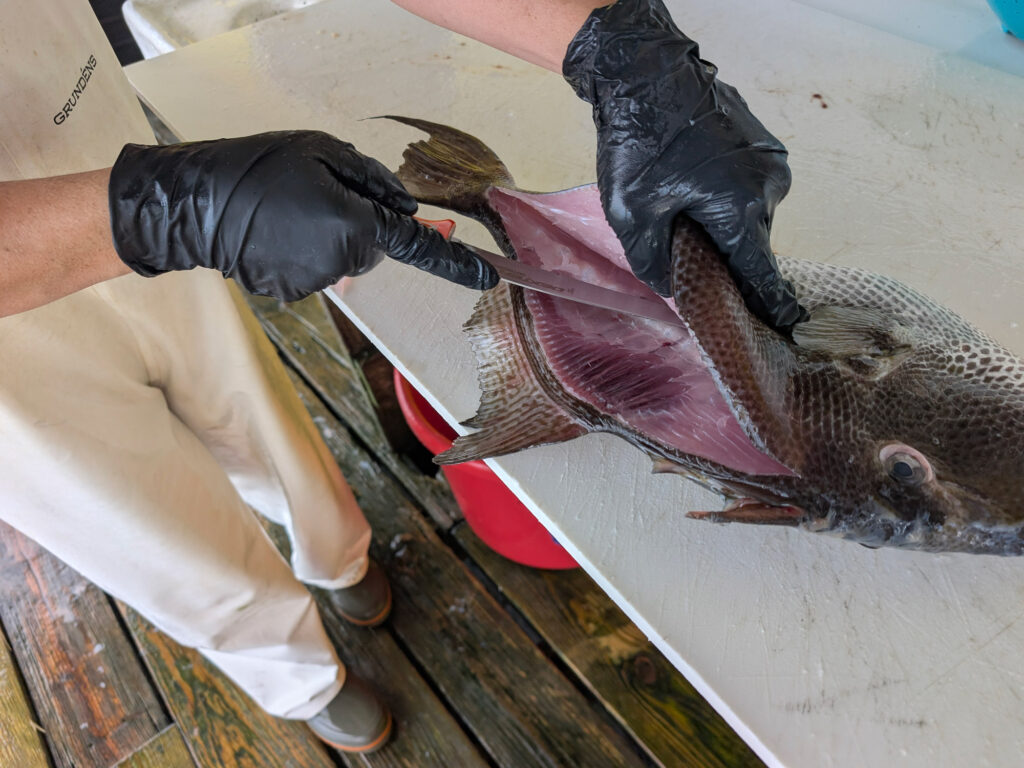 Fillet a triggerfish