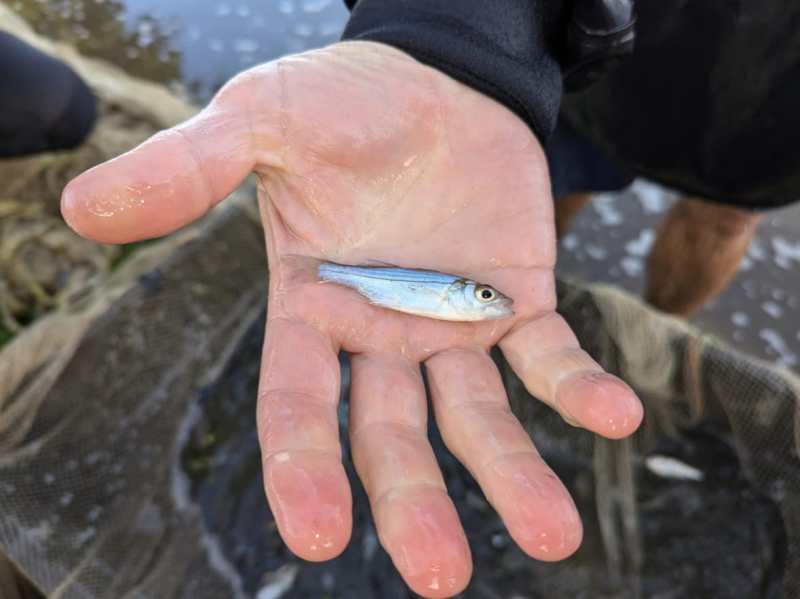 Juvenile-striped-bass-MAryland-DNR young-of-year striped bass