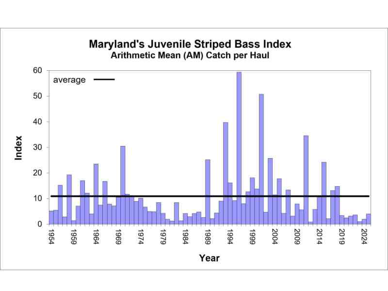 Chesapeake Bay striped bass young-of-year graph