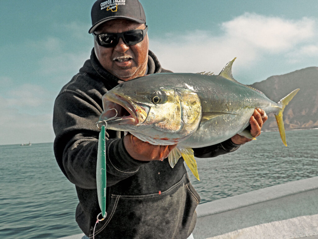 Large yellowtail caught on a plug