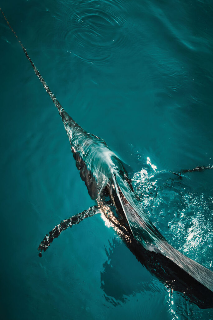 Sailfish cruising the reef