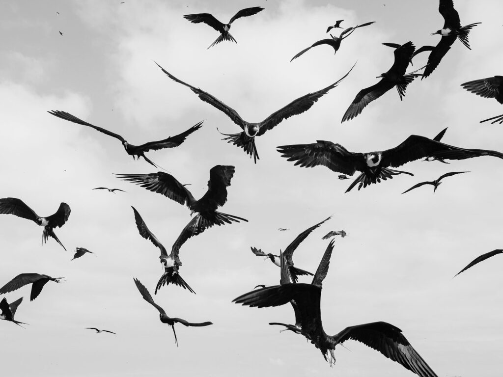 Birds flocking around ballyhoo