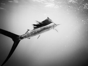 Chasing a billfish in Islamorada