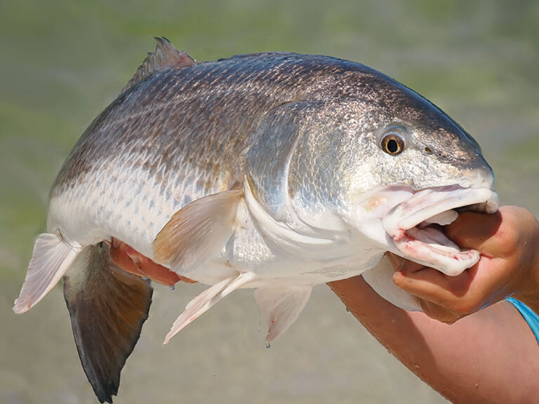 Large redfish caught in the winter