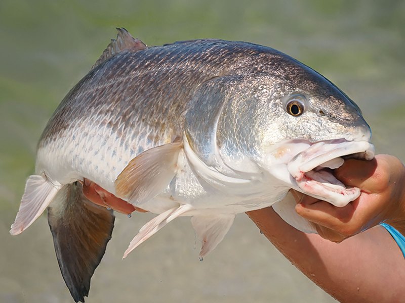 Large redfish caught in the winter