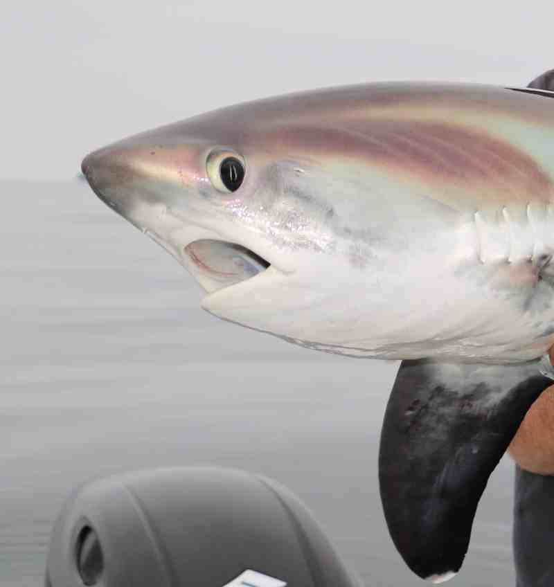 Thresher shark on the boat