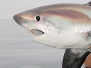 Thresher shark vulnerable to gillnets