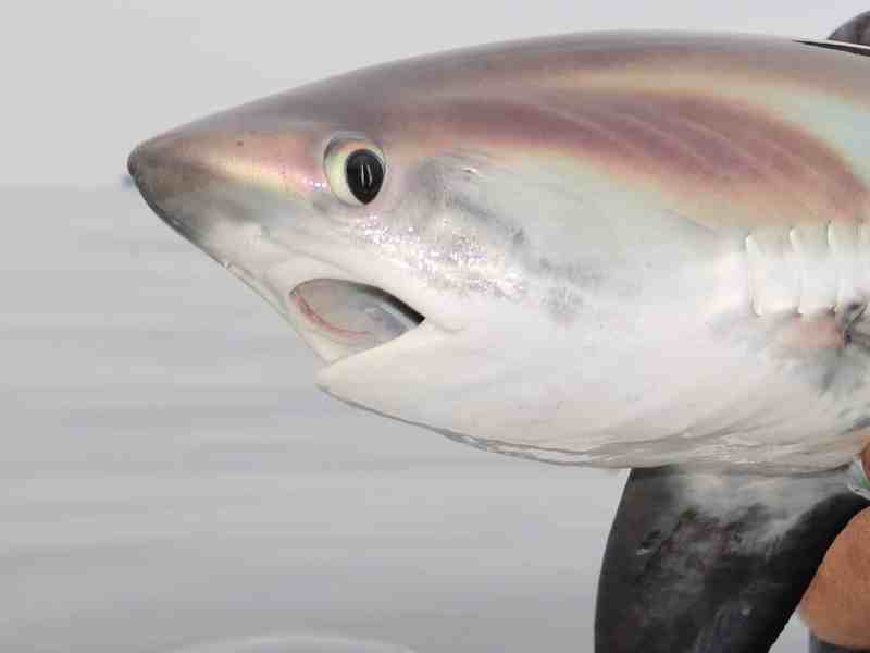 SWS1025-Thresher-2 Thresher shark vulnerable to gillnets