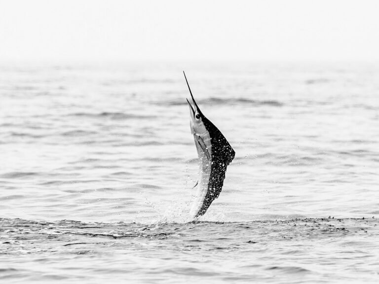 Sailfish jumping out of the water