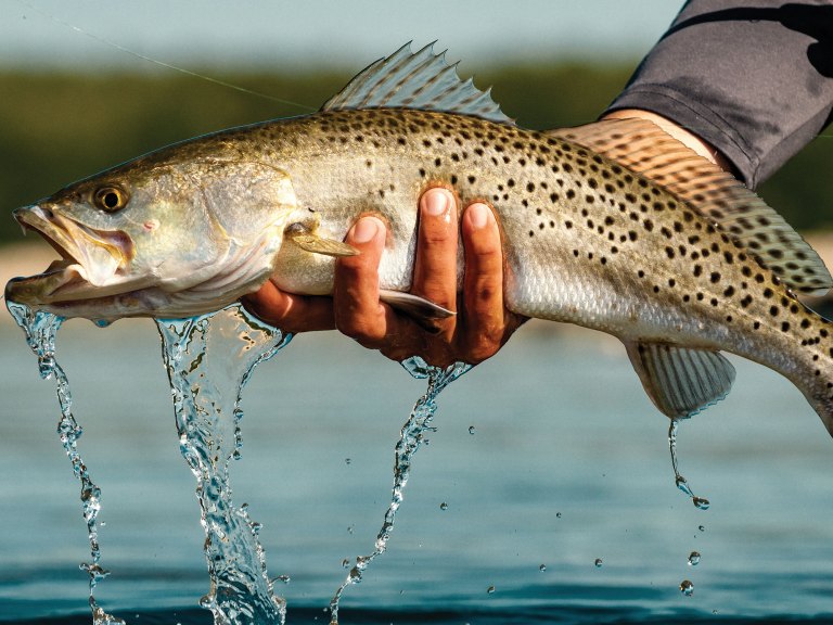 SWS1025-Winter-Trout-1 Speckled trout caught in the winter