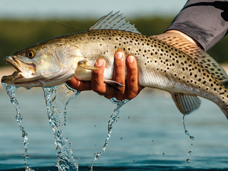 Speckled trout caught in the winter