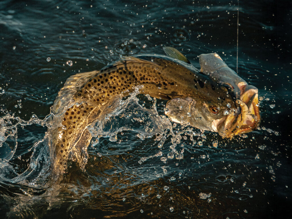 Seatrout on the line