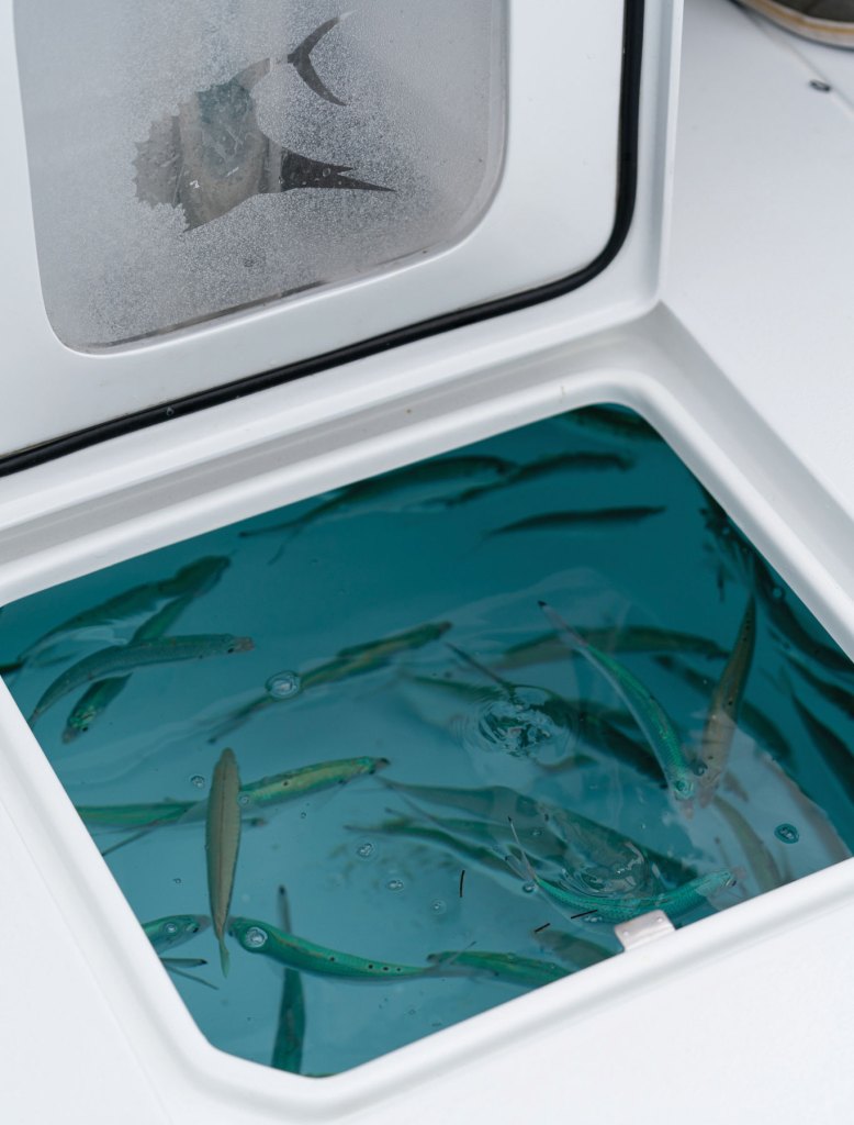 Clear livewell lid