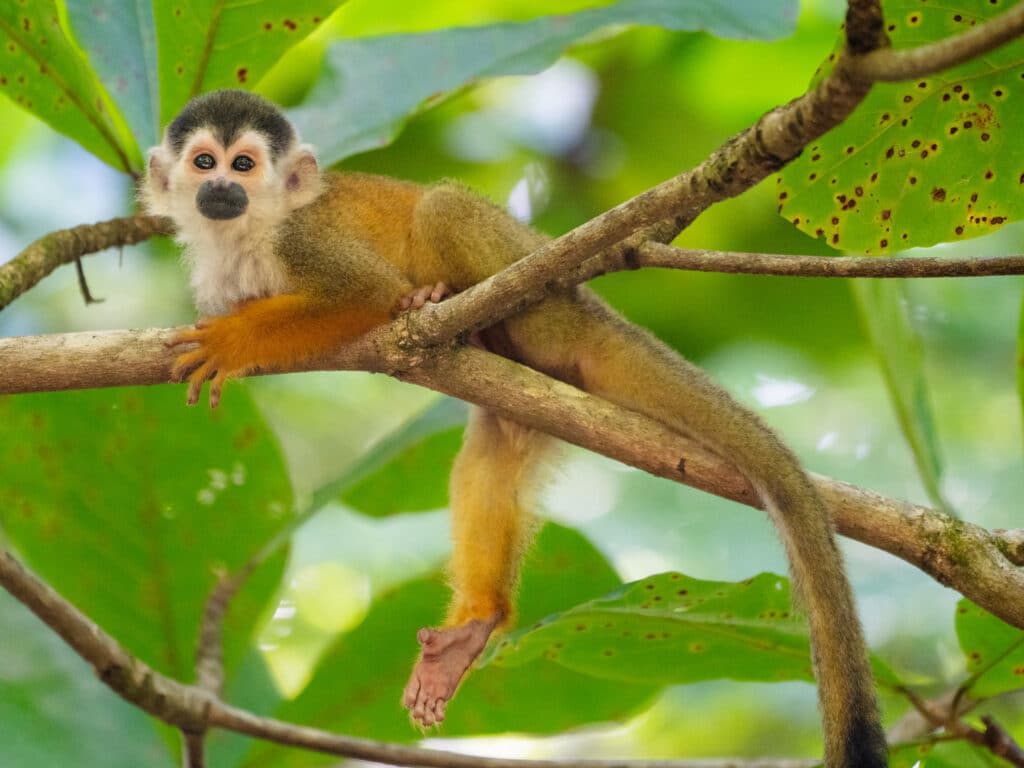 Costa Rican spider monkey