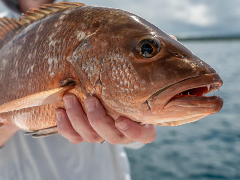 Cubera snapper in Costa Rica