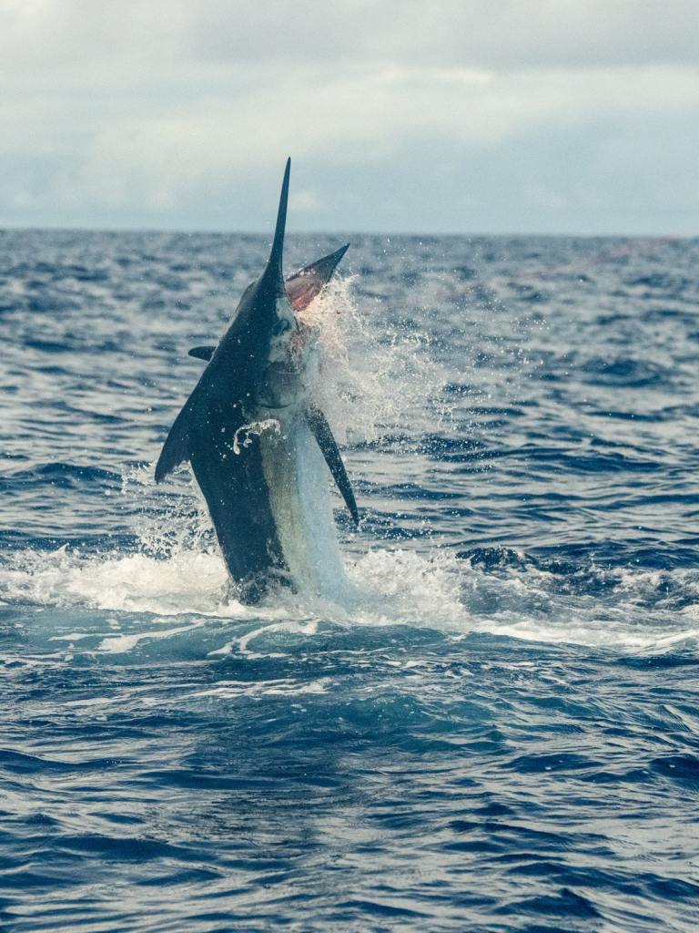Leaping blue marlin