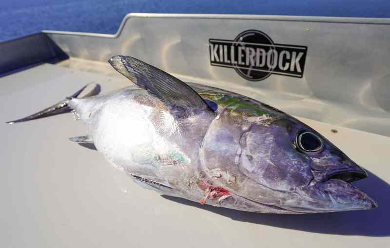 Killerdock with fish