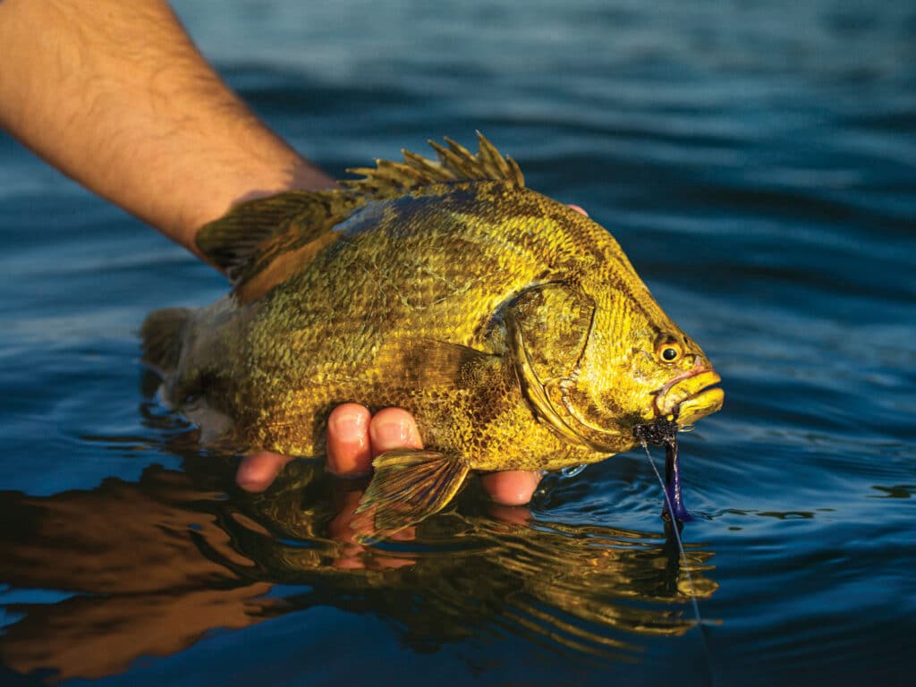 Tripletail caught off the beach