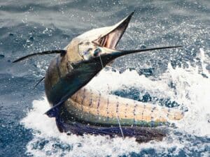 Billfish on the hook